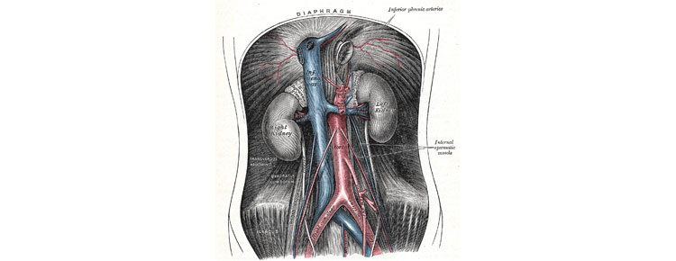 Surgical Bypass for Aortoiliac Occlusive Disease